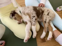 Merle Red Merle, a male Australian Shepherd for sale in Sevierville, TN – 1 of 9