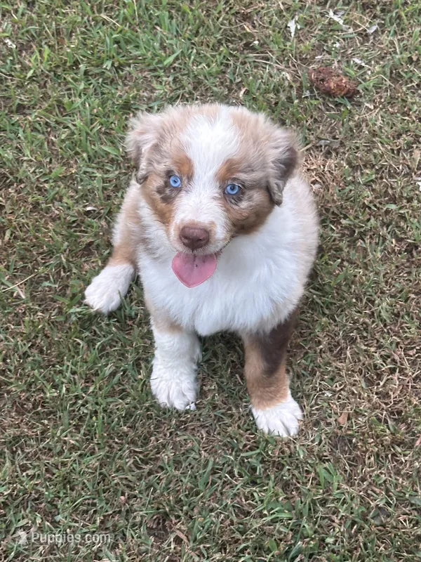 Merle Red Merle – Australian Shepherd puppy for sale in Sevierville, TN