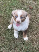 Merle Red Merle, a male Australian Shepherd for sale in Sevierville, TN – 1 of 10