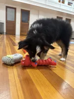 You Female 1, a female Toy Australian Shepherd for sale in Sevierville, TN – 3 of 4