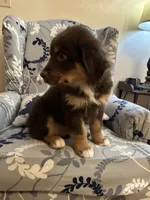Toby, a male Australian Shepherd for sale in Sevierville, TN – 2 of 7