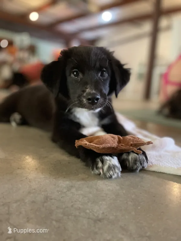 Midnight Black Bi – Australian Shepherd puppy for sale in Sevierville, TN