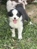 Shania Black Bi, a female Australian Shepherd for sale in Sevierville, TN – 2 of 9