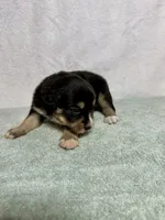 Dolly, a female Australian Shepherd for sale in Sevierville, TN – 6 of 10