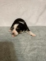Johnny, a male Australian Shepherd for sale in Sevierville, TN – 7 of 9