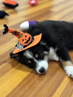 Female Toy , a female Toy Australian Shepherd for sale in Sevierville, TN – 3 of 4