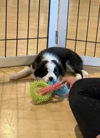 Shania Black Bi, a female Australian Shepherd for sale in Sevierville, TN – 4 of 7