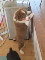 Garth Red Tri, a male Australian Shepherd for sale in Sevierville, TN – 4 of 10