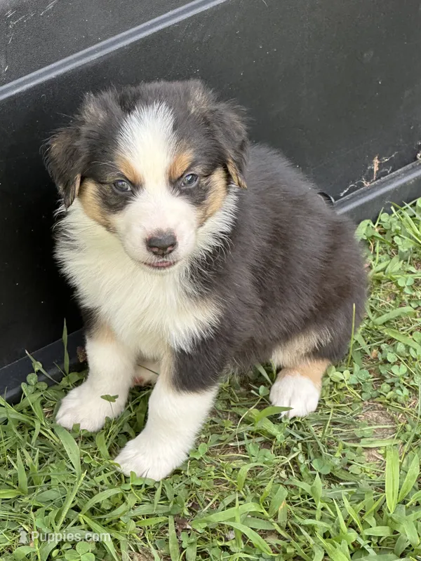 Johnny – Australian Shepherd puppy for sale in Sevierville, TN