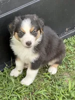 Johnny Black Tri, a male Australian Shepherd for sale in Sevierville, TN – 1 of 9