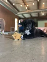 Midnight Black Bi, a female Australian Shepherd for sale in Sevierville, TN – 9 of 10