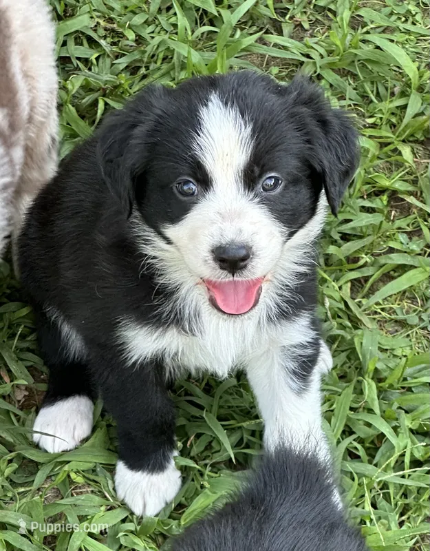 Patsy – Australian Shepherd puppy for sale in Sevierville, TN