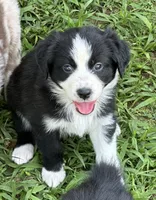 Patsy Black Bi, a female Australian Shepherd for sale in Sevierville, TN – 1 of 9