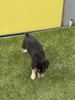 Brownie Black Tri, a female Australian Shepherd for sale in Sevierville, TN – 6 of 10