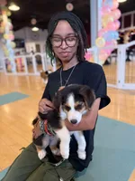 Johnny Black Tri, a male Australian Shepherd for sale in Sevierville, TN – 6 of 10