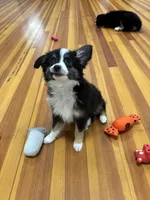 You Female 1, a female Toy Australian Shepherd for sale in Sevierville, TN – 4 of 4