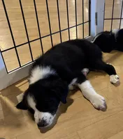 Patsy Black Bi, a female Australian Shepherd for sale in Sevierville, TN – 4 of 8