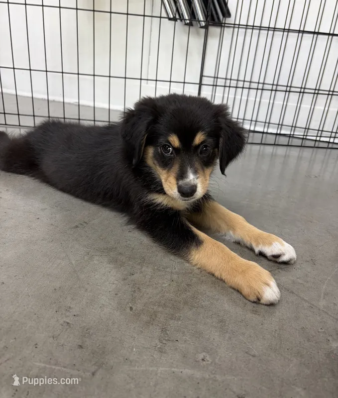 Dolly Black Tri – Australian Shepherd puppy for sale in Sevierville, TN