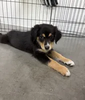 Brownie Black Tri, a female Australian Shepherd for sale in Sevierville, TN – 1 of 10