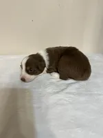 Garth, a male Australian Shepherd for sale in Sevierville, TN – 8 of 8