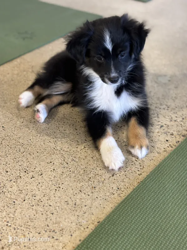 Male Toy 2 – Toy Australian Shepherd puppy for sale in Sevierville, TN