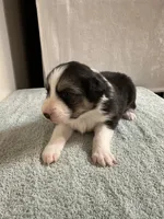 Loretta, a female Australian Shepherd for sale in Sevierville, TN – 10 of 10