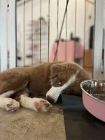 George Red Tri, a male Australian Shepherd for sale in Sevierville, TN – 10 of 10