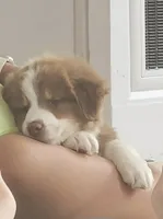 George Red Tri, a male Australian Shepherd for sale in Sevierville, TN – 5 of 10