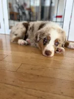 Merle Red Merle, a male Australian Shepherd for sale in Sevierville, TN – 2 of 9