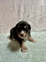 Dolly, a female Australian Shepherd for sale in Sevierville, TN – 10 of 10