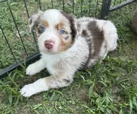 Toby, a male Australian Shepherd for sale in Sevierville, TN – 3 of 10