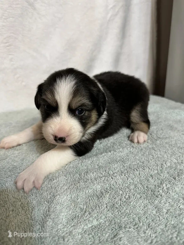 Loretta – Australian Shepherd puppy for sale in Sevierville, TN