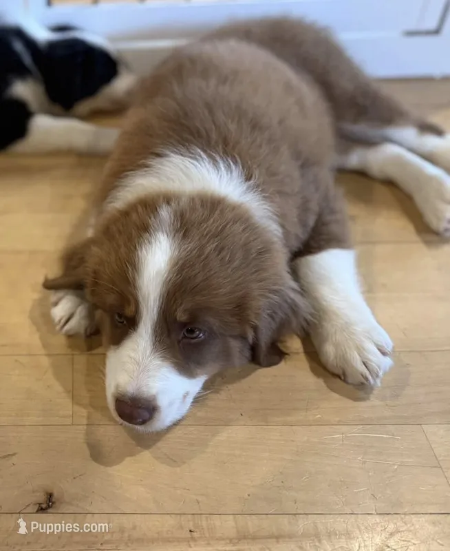 George Red Tri – Australian Shepherd puppy for sale in Sevierville, TN