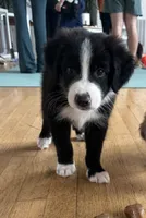 Willie Black Bi, a male Australian Shepherd for sale in Sevierville, TN – 4 of 10