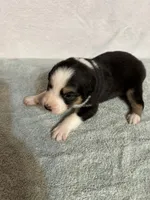 Johnny, a male Australian Shepherd for sale in Sevierville, TN – 9 of 9