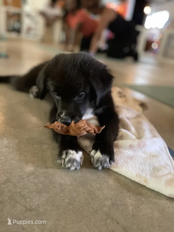 June Black Bi – Australian Shepherd puppy for sale in Sevierville, TN