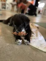 Midnight Black Bi, a female Australian Shepherd for sale in Sevierville, TN – 2 of 10