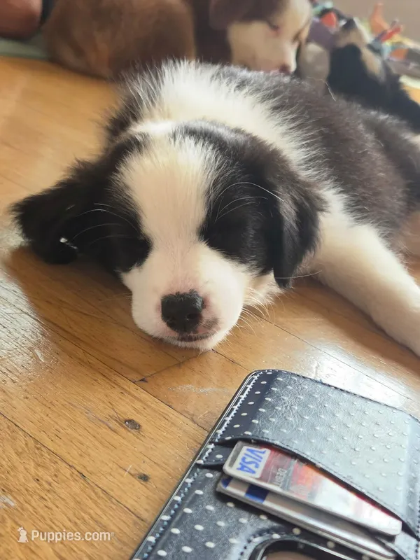 Shania Black Bi – Australian Shepherd puppy for sale in Sevierville, TN