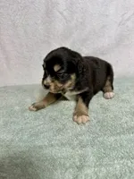Dolly, a female Australian Shepherd for sale in Sevierville, TN – 8 of 10