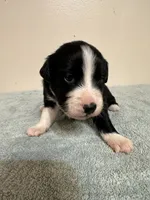 Faith, a female Australian Shepherd for sale in Sevierville, TN – 8 of 8