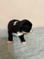 Willie, a male Australian Shepherd for sale in Sevierville, TN – 10 of 10