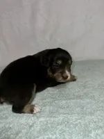 Dolly, a female Australian Shepherd for sale in Sevierville, TN – 3 of 10