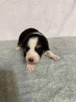 Johnny, a male Australian Shepherd for sale in Sevierville, TN – 8 of 9