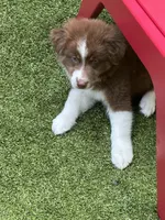 Garth Red Tri, a male Australian Shepherd for sale in Sevierville, TN – 7 of 10