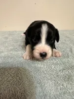 Faith, a female Australian Shepherd for sale in Sevierville, TN – 7 of 8