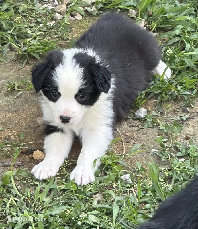 Shania – Australian Shepherd puppy for sale in Sevierville, TN
