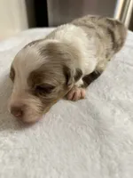 Merle, a male Australian Shepherd for sale in Sevierville, TN – 8 of 10