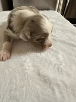Merle, a male Australian Shepherd for sale in Sevierville, TN – 2 of 10