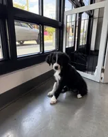 Faith Black Bi, a female Australian Shepherd for sale in Sevierville, TN – 8 of 10