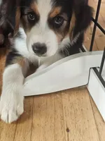 Johnny Black Tri, a male Australian Shepherd for sale in Sevierville, TN – 5 of 10